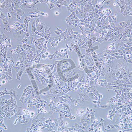 UMR-106 大鼠骨肉瘤細(xì)胞