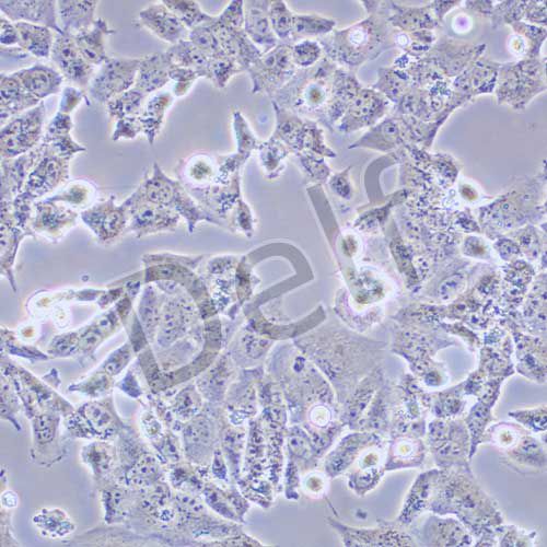 UMR-106 大鼠骨肉瘤細(xì)胞