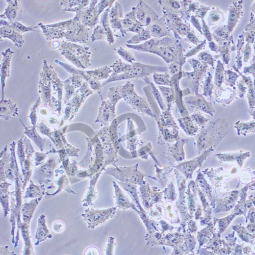 UM-UC-3 人膀胱移行細胞癌
