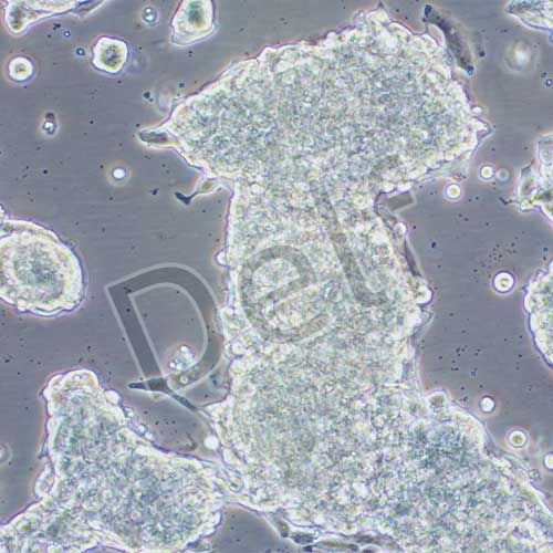 VCAP 人前列腺癌細(xì)胞