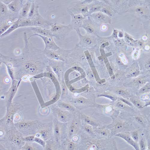 VERO 非洲綠猴腎細(xì)胞