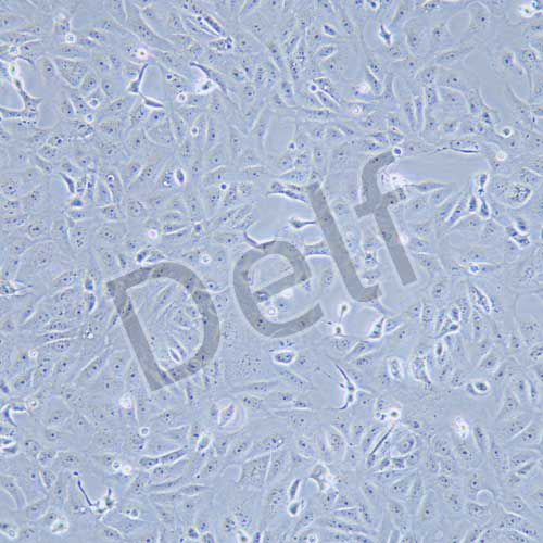 Vero E6 非洲綠猴腎細(xì)胞