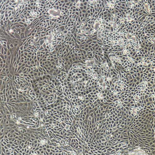 大鼠原代Ⅱ型肺泡上皮細胞