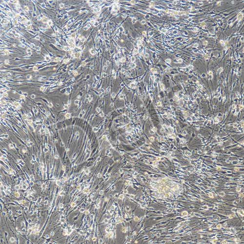 大鼠原代背根神經節(jié)細胞