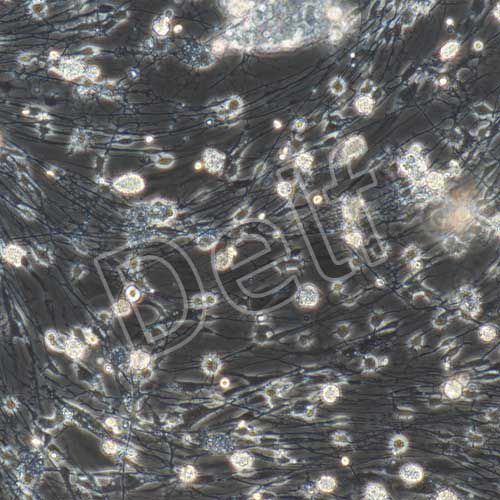 大鼠原代背根神經節(jié)細胞