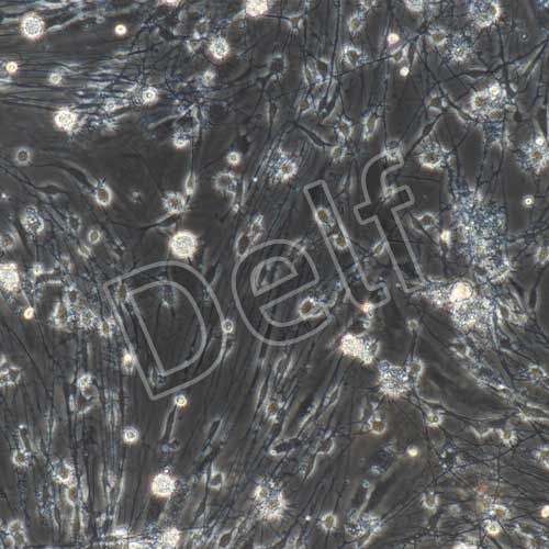 大鼠原代背根神經節(jié)細胞