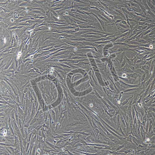 大鼠原代滑膜成纖維細(xì)胞