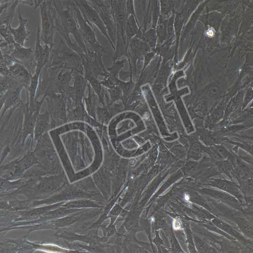 大鼠原代滑膜成纖維細(xì)胞