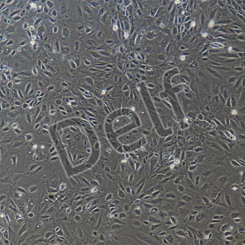 大鼠原代晶狀體上皮細(xì)胞