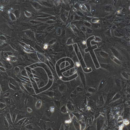 大鼠原代晶狀體上皮細(xì)胞