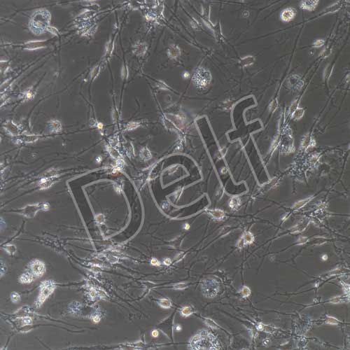 大鼠原代腦皮層神經(jīng)元細(xì)胞