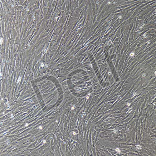 大鼠原代胸主動脈平滑肌細胞