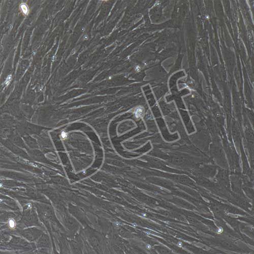 大鼠原代胸主動脈平滑肌細胞