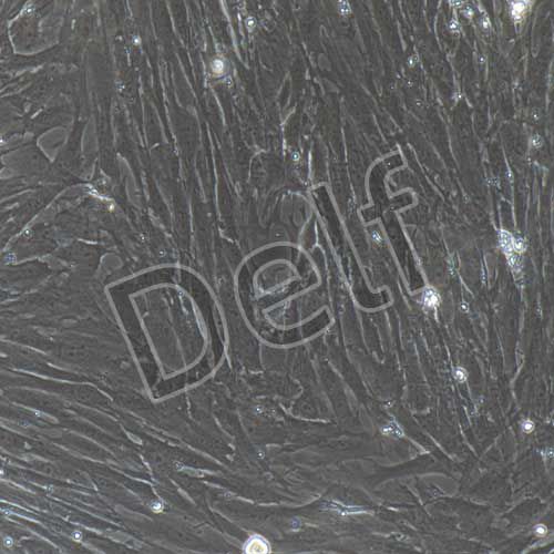 大鼠原代胸主動脈平滑肌細胞