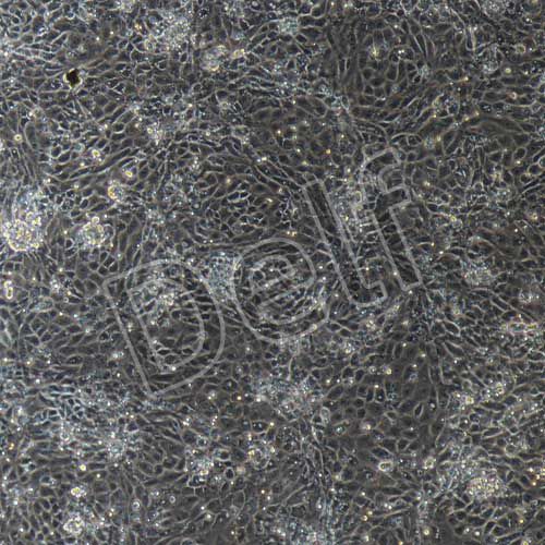 大鼠原代支氣管上皮細胞