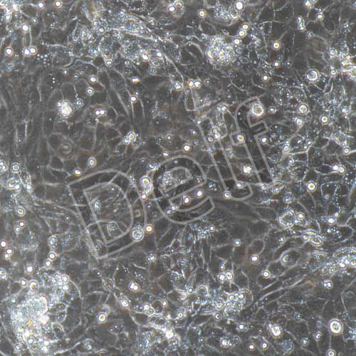 大鼠原代支氣管上皮細胞