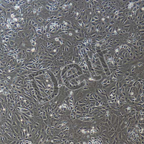 大鼠原代膀胱上皮細(xì)胞