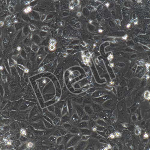 大鼠原代膀胱上皮細(xì)胞