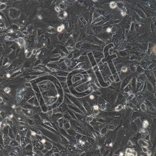 大鼠原代膀胱上皮細(xì)胞