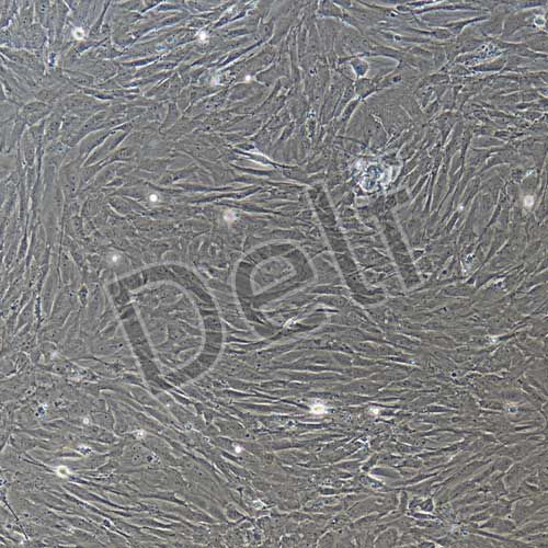 大鼠原代腸間質(zhì)細(xì)胞