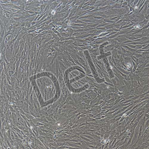 大鼠原代腸間質(zhì)細(xì)胞