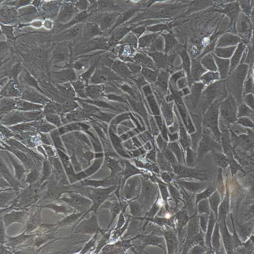 大鼠原代成骨細(xì)胞