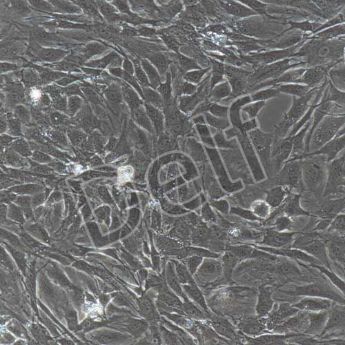 大鼠原代成骨細(xì)胞