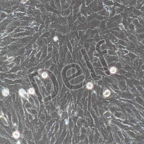 大鼠原代肺成纖維細(xì)胞