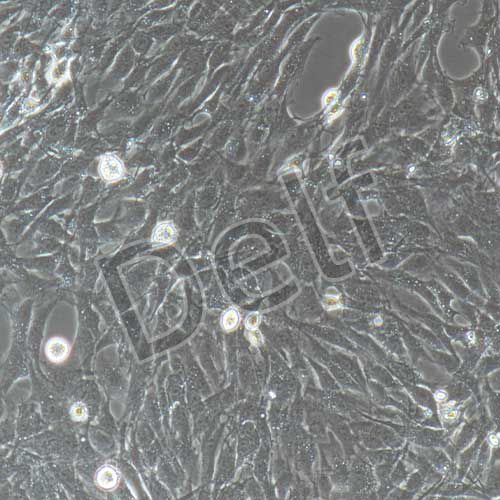 大鼠原代肺成纖維細(xì)胞