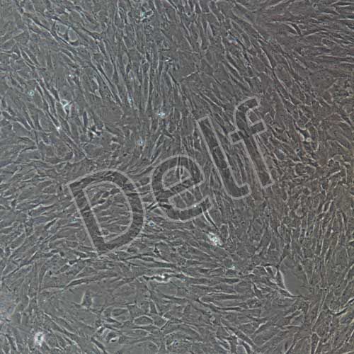 大鼠原代肺動(dòng)脈平滑肌細(xì)胞