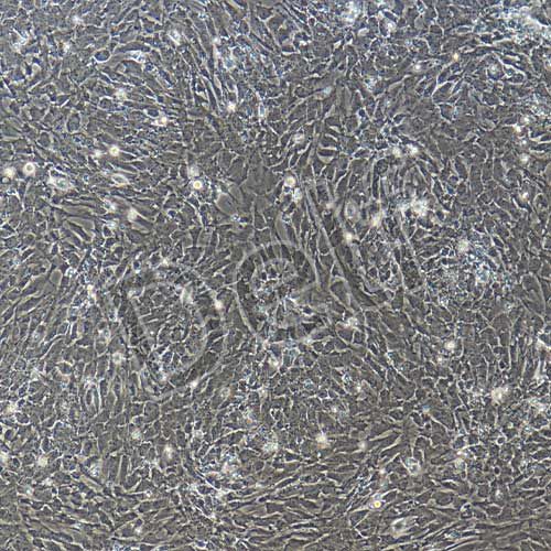 大鼠原代肺微血管內(nèi)皮細(xì)胞