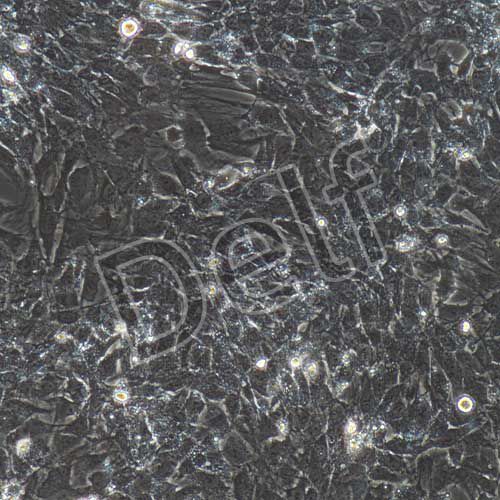 大鼠原代肺微血管內(nèi)皮細(xì)胞