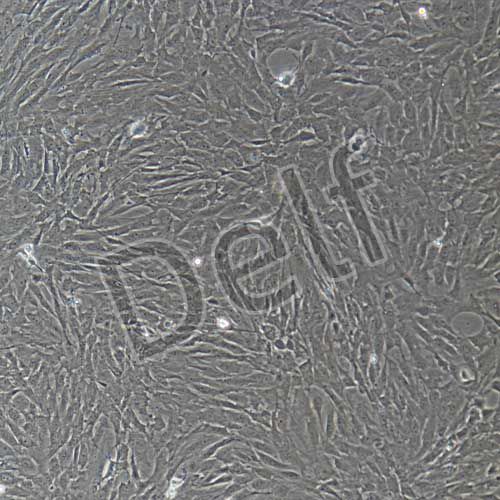 大鼠原代肺微血管周細(xì)胞