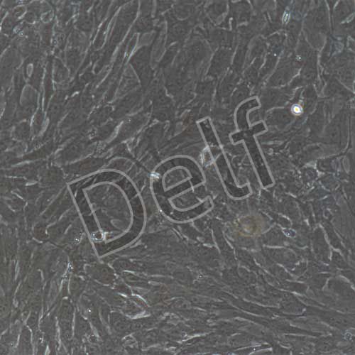 大鼠原代肺微血管周細(xì)胞