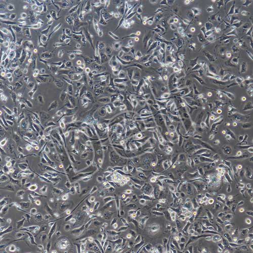 大鼠原代肝kupffer細(xì)胞