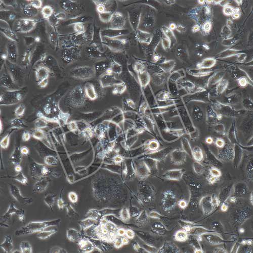 大鼠原代肝kupffer細(xì)胞