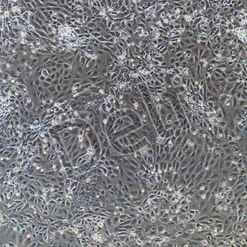 大鼠原代肝實(shí)質(zhì)細(xì)胞