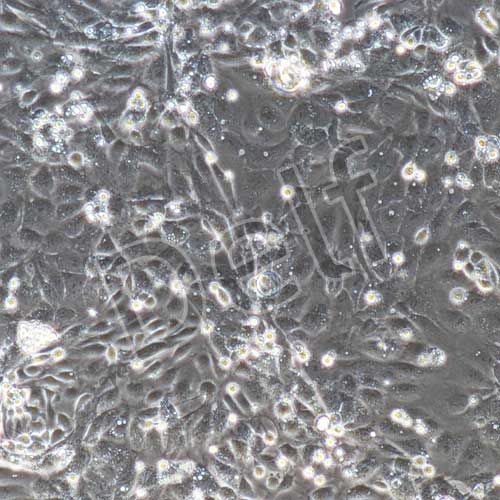 大鼠原代肝實(shí)質(zhì)細(xì)胞