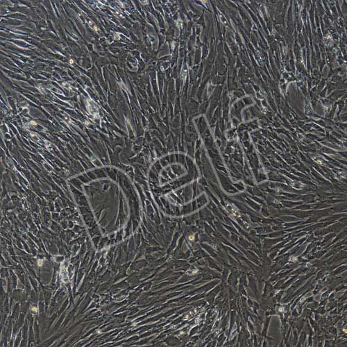 大鼠原代骨髓間充質(zhì)干細(xì)胞