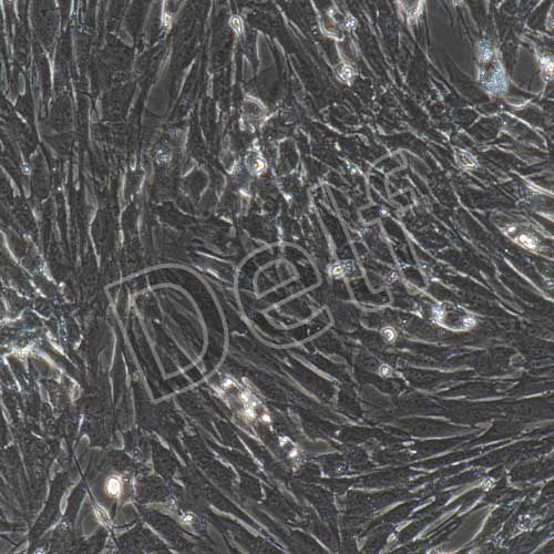 大鼠原代骨髓間充質(zhì)干細(xì)胞