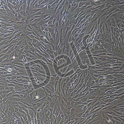 大鼠原代滑膜間充質干細胞