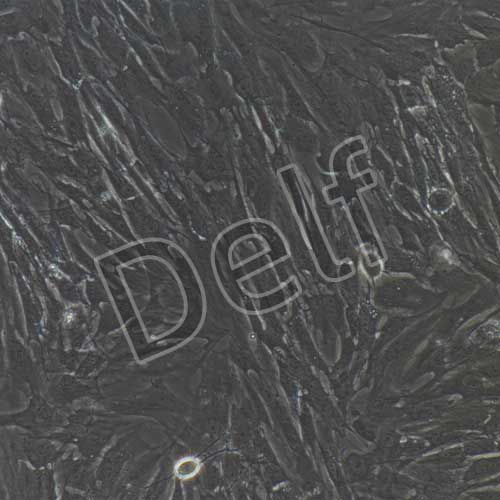 大鼠原代滑膜間充質干細胞