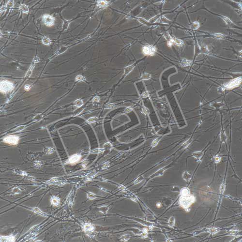 大鼠原代海馬神經(jīng)元細胞