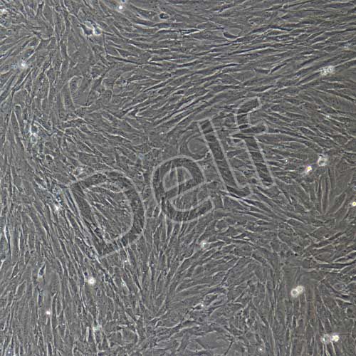 大鼠原代海綿體平滑肌細(xì)胞