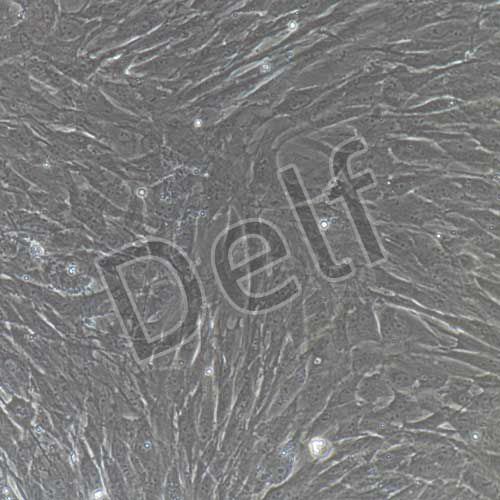 大鼠原代海綿體平滑肌細(xì)胞