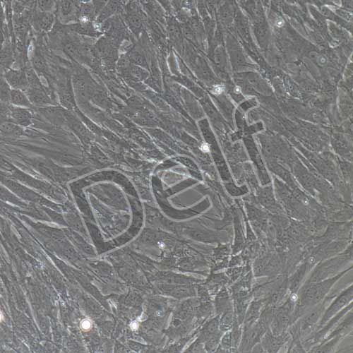 大鼠原代海綿體平滑肌細(xì)胞