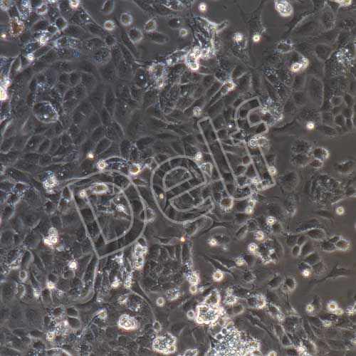 大鼠原代頸動(dòng)脈內(nèi)皮細(xì)胞