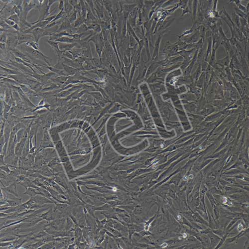 大鼠原代卵巢間質(zhì)細(xì)胞