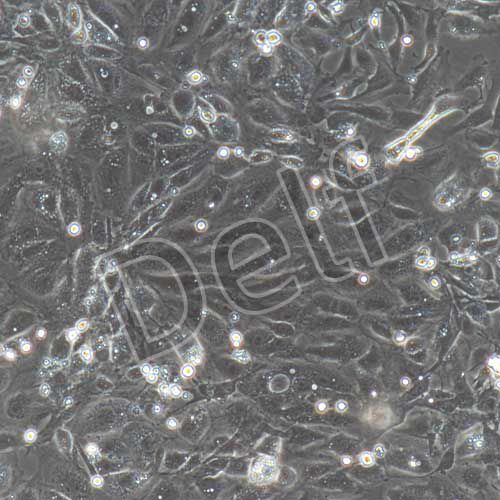 大鼠原代毛囊干細(xì)胞