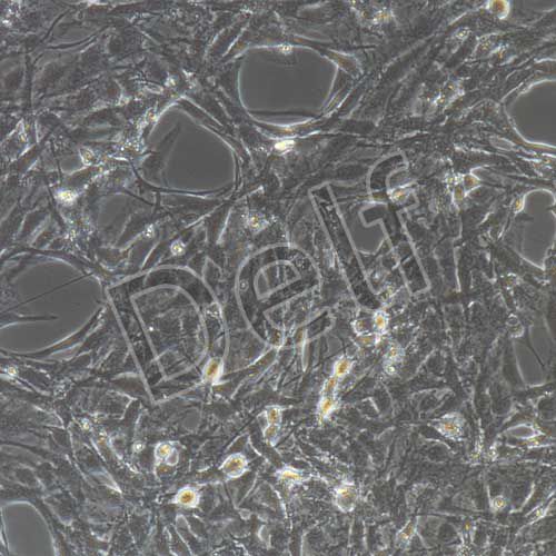 大鼠原代內(nèi)皮祖細(xì)胞